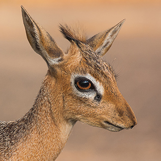 Waterberg - Damara dik-dik
